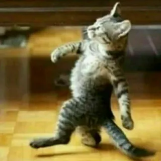 😺 chat, animal, chat qui marche, drôle, mème, chaton telegram sticker
