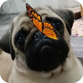 🐶 telegram sticker