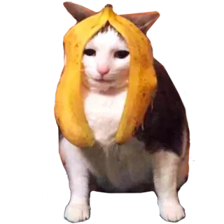😞 cat, banana, funny, animal, pet, cute telegram sticker