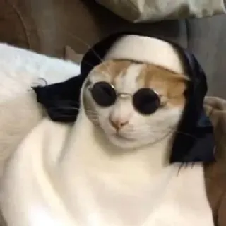 🛐 kot, okulary przeciwsłoneczne, zwierzę, zwierzak, śmieszne, słodkie, kot w okularach przeciwsłonecznych telegram sticker