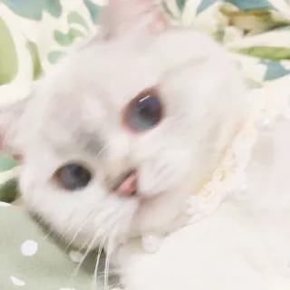 🧸 gatto, animale domestico, animale, gatto bianco, carino, animale domestico telegram sticker