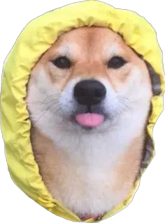 😛 Hund, Shiba Inu, Zunge, Tier, süß, Aufkleber, gelb, Hoodie telegram sticker