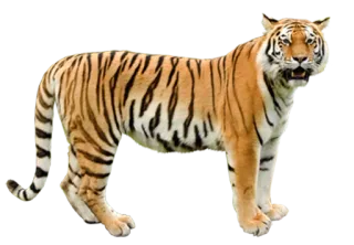 🐅 tigre, animal, fauna, gato, tigre de Bengala, mamífero, naturaleza whatsapp sticker