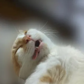 😪 gato, animal, animal de estimação, gato dormindo, gato branco, gato laranja telegram sticker