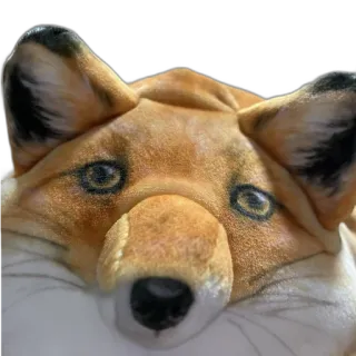 🧸 fox, animal, mammal, wildlife, fur, cute, portrait telegram sticker