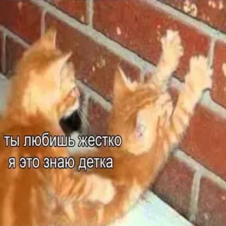 ❤️ ты любишь жестко
я это знаю детка cat, kitten, brick wall, pet, animal whatsapp sticker