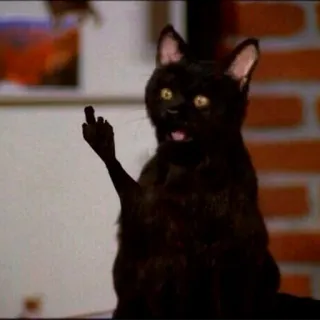 👆 cat, middle finger, offensive, animal telegram sticker