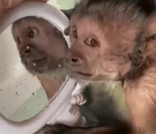 🙈 monkey, animal, mirror, reflection, curious, primate telegram sticker