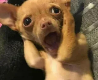 😱 chihuahua, chien, chiot, mignon, animal, animal de compagnie telegram sticker