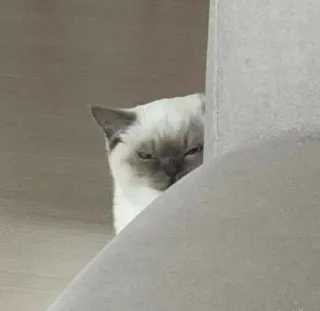 🌿 mèo, lén lút, ẩn nấp, động vật, thú cưng telegram sticker