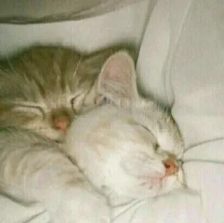 🎀 cats, kittens, sleeping, cute, animals whatsapp sticker