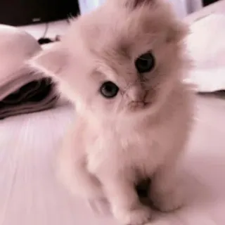 🗯 chaton, chat, mignon, animal de compagnie, animal, duveteux telegram sticker