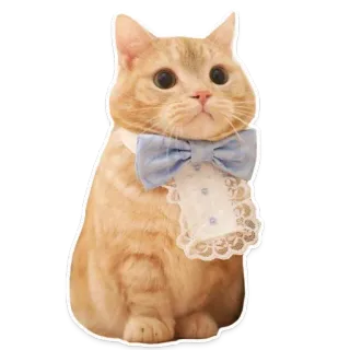 🐱 gato, animal, lindo, doméstico, felino, mascota, lazo, encaje telegram sticker