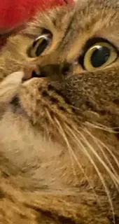 🗿 gato, animal, animal de estimação, fofo, felino, doméstico telegram sticker