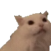 🐱