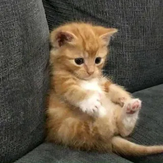 👶 chaton, chat, mignon, orange, animal de compagnie, animal telegram sticker
