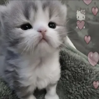 🍄 Hello Kitty 새끼 고양이, 고양이, 귀여운, 하트, 애완 동물, 가축, 헬로 키티 telegram sticker
