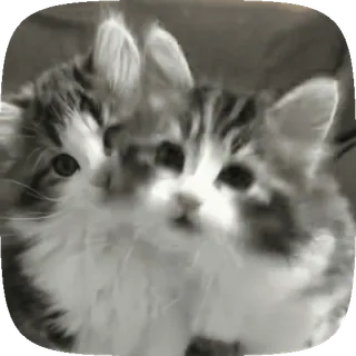 🥺 猫, 小猫, 动物, 可爱, 毛茸茸 telegram sticker