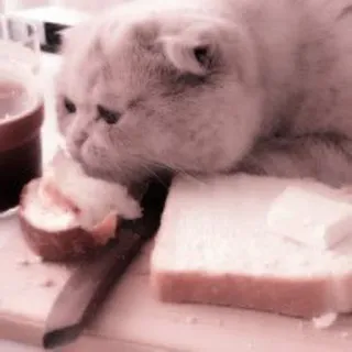 🐈 кот, тост, хлеб, джем, нож, завтрак telegram sticker