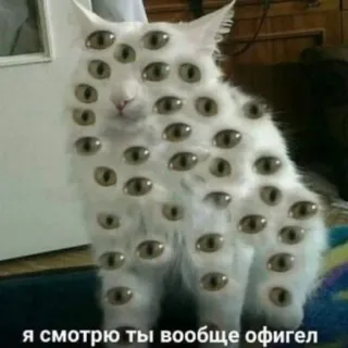 🌟 я смотрю ты вообще офигел gatto, occhi, surreale, meme, divertente, animale telegram sticker