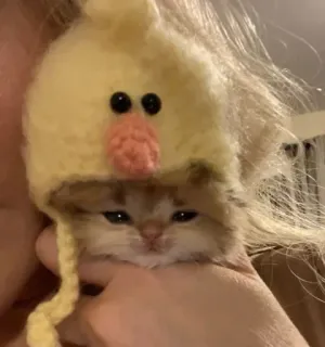 🥲 子猫, 猫, 帽子, 動物, かわいい telegram sticker