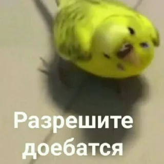Блинби telegram stickers