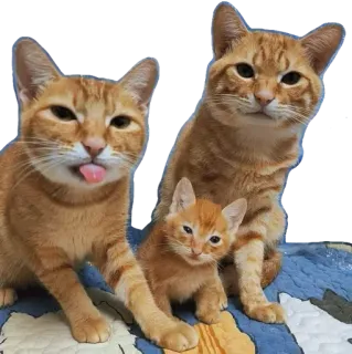 😼 kot, kociak, rodzina, rudy pręgowany, zwierzę domowe, zwierzęta, słodki telegram sticker
