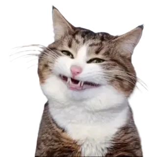 😁 gato, animal, animal de estimação, meme, engraçado, sorriso, dentes telegram sticker