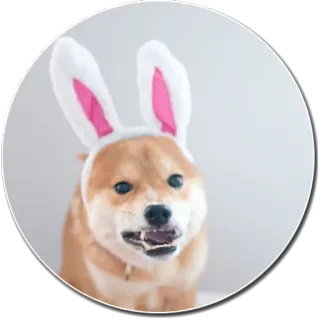 🐰 chien, shiba inu, oreilles de lapin, animal de compagnie, animal, mignon, pâques, lapin whatsapp sticker