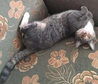 🙃 Katze, Tier, Haustier, graue Katze, Hauskatze, Katzenartig, Säugetier telegram sticker