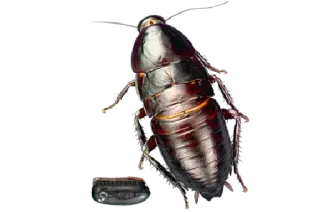 😳 cockroach, insect, pest, disgusting, bug, animal whatsapp sticker