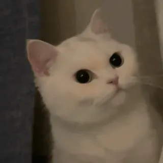 😒 cat, white cat, animal, pet, cute, kitten telegram sticker
