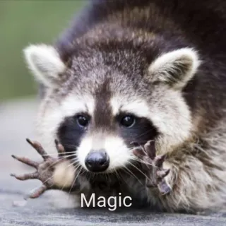 ✨ Magic енот, магия, животное, милый, смешной telegram sticker