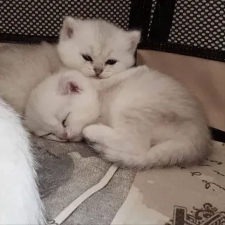 😽 고양이, 새끼 고양이, 귀여운, 수면, 동물 telegram sticker