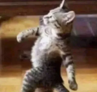 🐱 chat, danse, drôle, animal, animal de compagnie, chaton telegram sticker