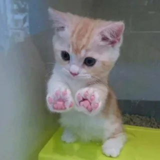😍 anak kucing, kucing, imut, hewan, hewan peliharaan telegram sticker