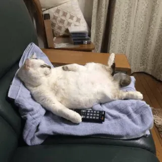 📺 gato, preguiçoso, relaxado, sofá, animal de estimação, animal whatsapp sticker