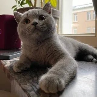 🙂 kucing, British Shorthair, hewan peliharaan, hewan, imut, kucing domestik telegram sticker