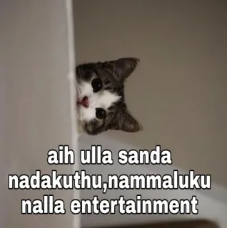 😂 aih ulla sanda nadakuthu,nammaluku nalla entertainment gato, meme, engraçado, animal telegram sticker