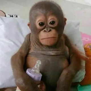😐 scimmia, bambino, animale, orango, primate whatsapp sticker