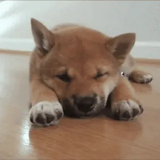 😴 chiot, chien, animal, animal de compagnie, mignon, shiba inu telegram sticker