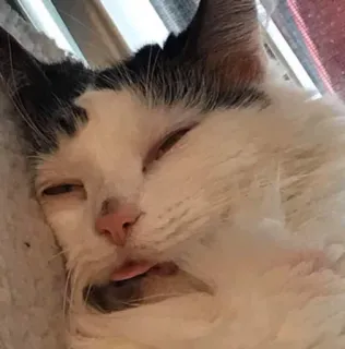 🙁 cat, animal, pet, funny, face, tongue whatsapp sticker
