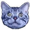 🐱