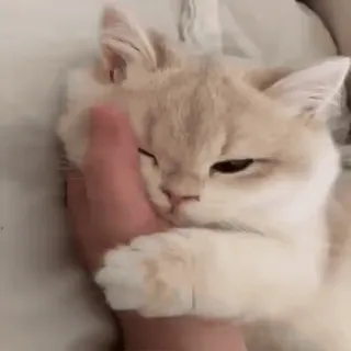 😂 Katze, Haustier, Tier, süß, häuslich, Katzenartig telegram sticker