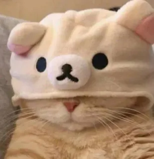 😺 gato, gatinho, chapéu, fofo, animal, animal de estimação, kawaii whatsapp sticker