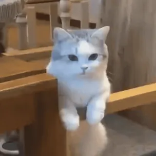 😡 cat, animal, cute, pet, kitten, white, gray, domestic telegram sticker