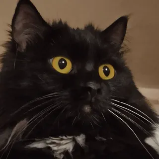 😳 gatto, gatto nero, animale, animale domestico, mammifero, felino telegram sticker