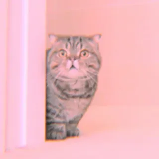 🐾 Katze, Tier, Haustier, Hauskatze, süß, getigert whatsapp sticker