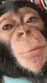 😕 macaco, primata, primata, animal, vida selvagem telegram sticker