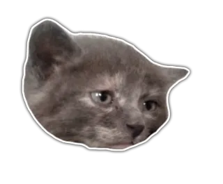 😔 Katze, Kätzchen, Tier, Haustier, traurig, Meme, lustig whatsapp sticker